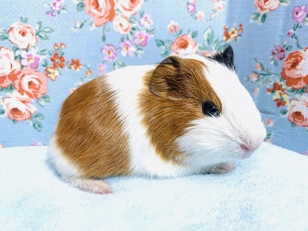 イングリッシュモルモット