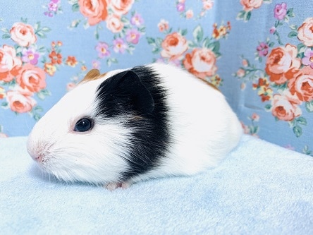 イングリッシュモルモット