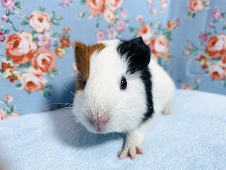 イングリッシュモルモット