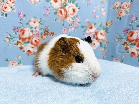 イングリッシュモルモット