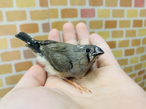 錦花鳥（キンカチョウ）