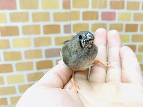 錦花鳥（キンカチョウ）