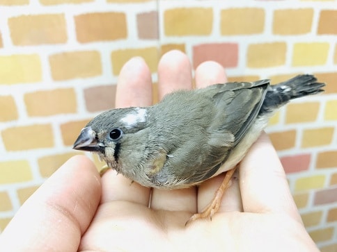 錦花鳥（キンカチョウ）