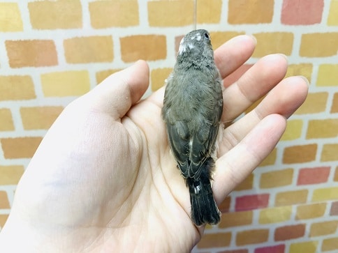 錦花鳥（キンカチョウ）