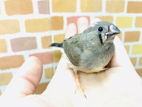 錦花鳥（キンカチョウ）