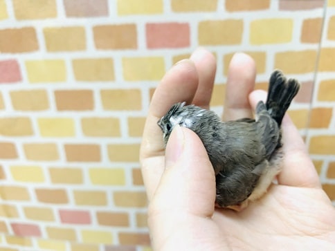 錦花鳥（キンカチョウ）