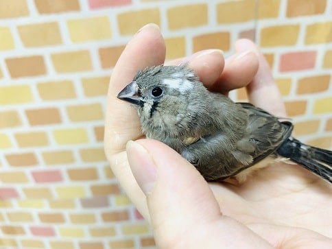 錦花鳥（キンカチョウ）