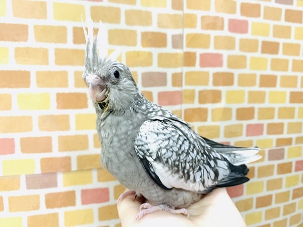 オカメインコ