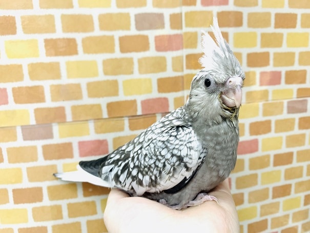 オカメインコ
