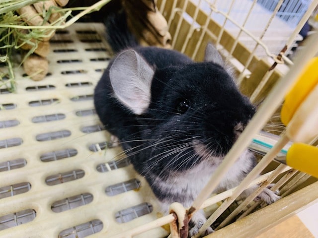 チンチラ
