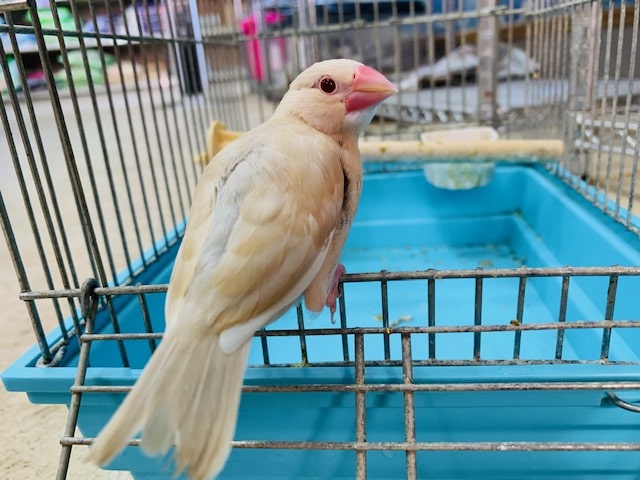 シナモン文鳥