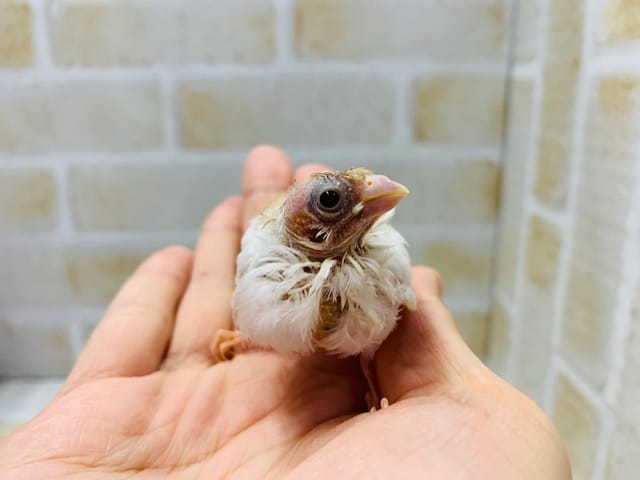 十姉妹（ジュウシマツ）