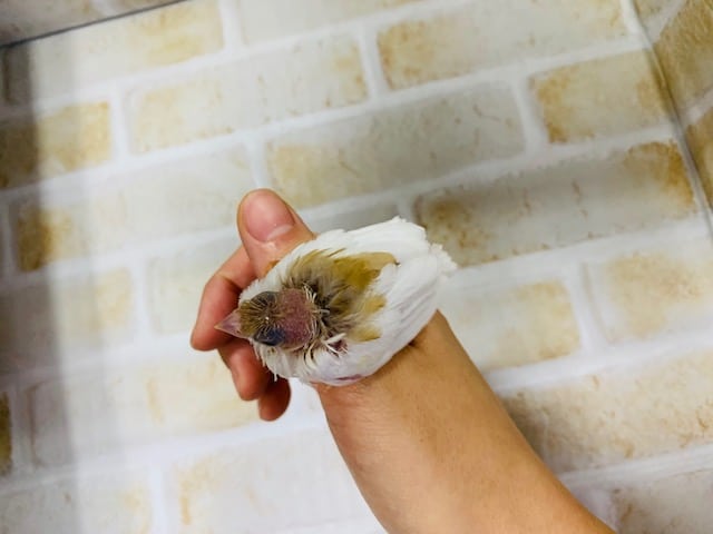 十姉妹（ジュウシマツ）