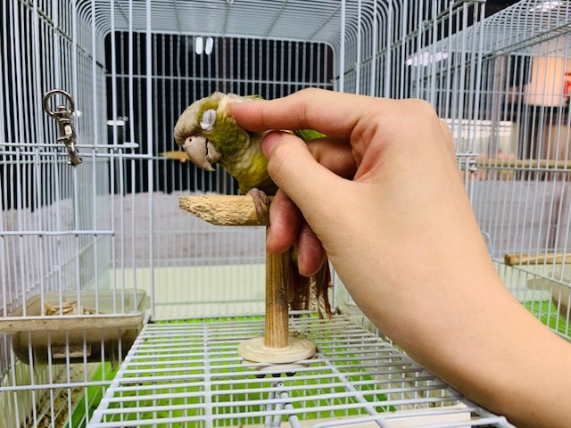 ホオミドリウロコインコ