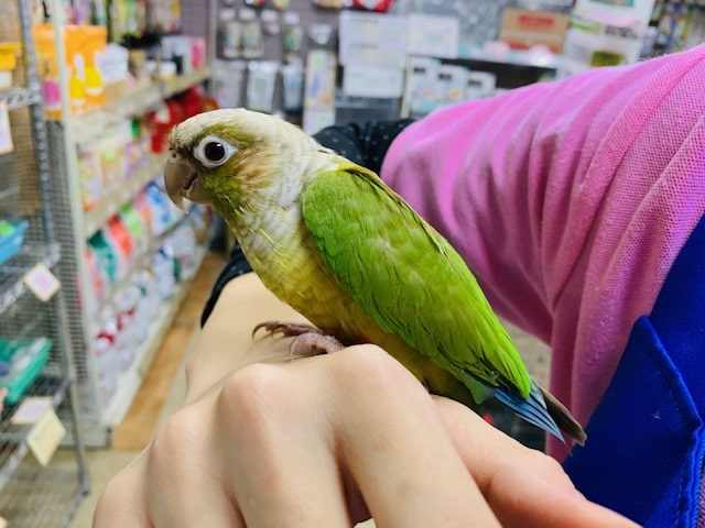 ホオミドリウロコインコ