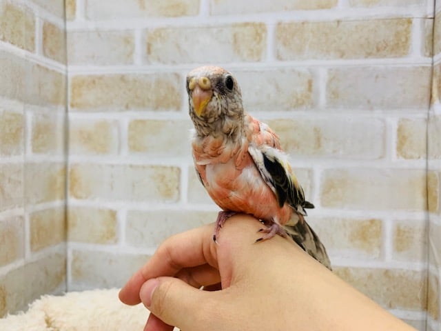 アキクサインコ（秋草インコ）