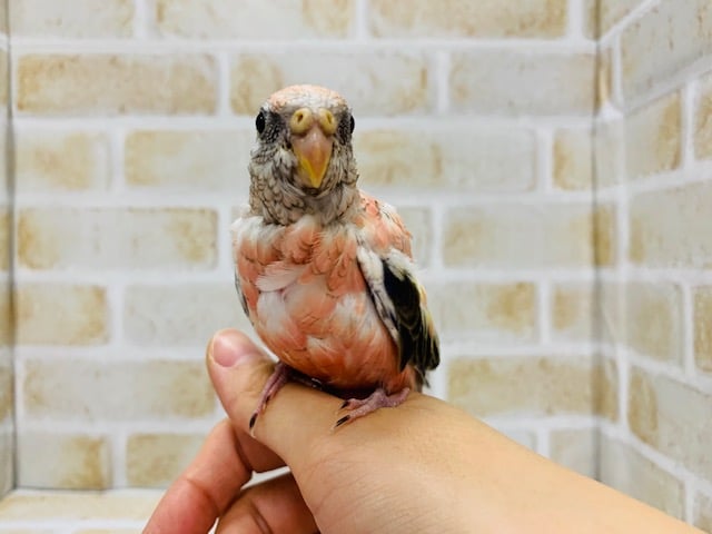 アキクサインコ（秋草インコ）