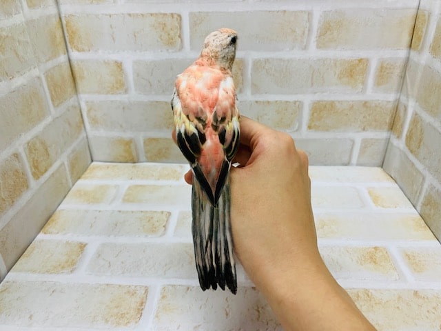 アキクサインコ（秋草インコ）