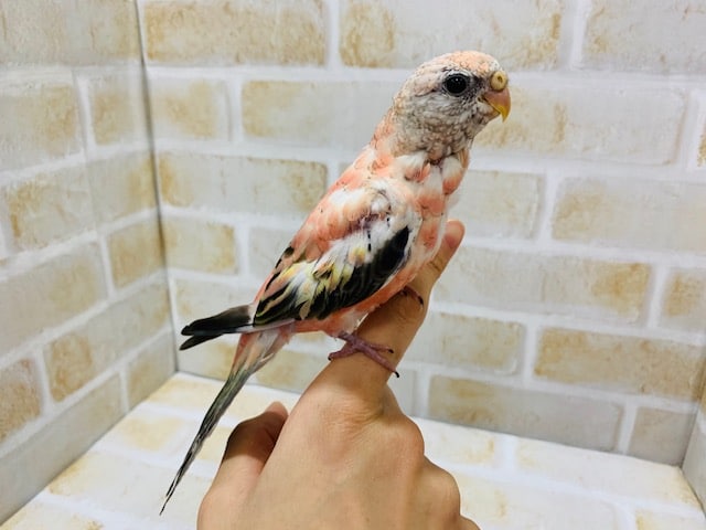 アキクサインコ（秋草インコ）