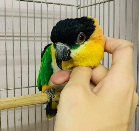 ズグロシロハラインコ