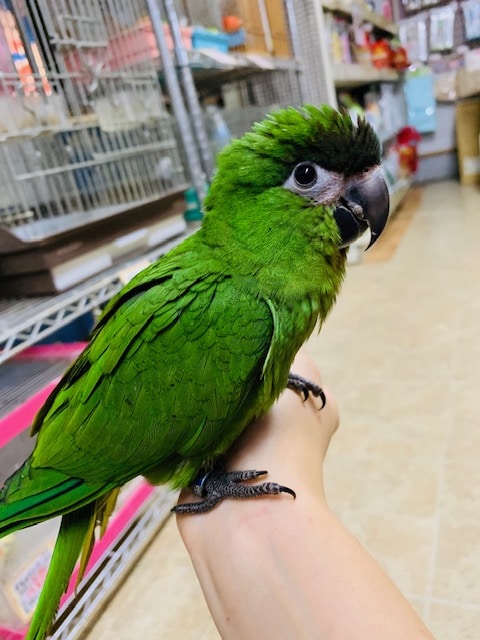 コミドリコンゴウインコ
