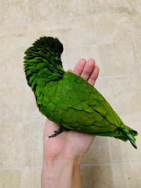 コミドリコンゴウインコ