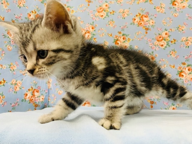 アメリカンショートヘア