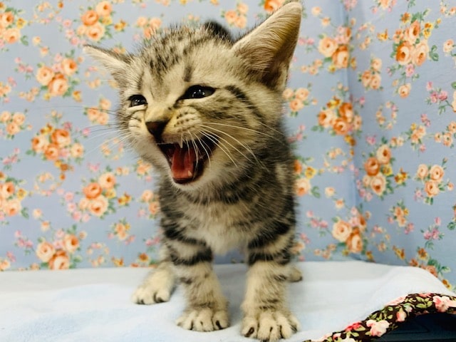 アメリカンショートヘア