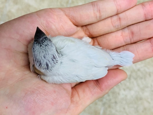 シルバー文鳥