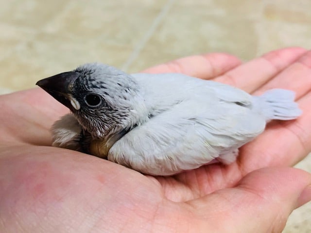 シルバー文鳥
