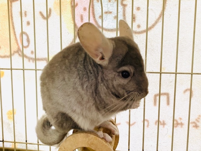チンチラ