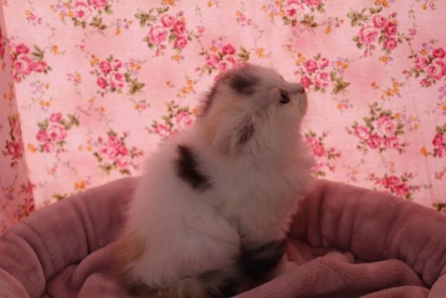 スコティッシュフォールド