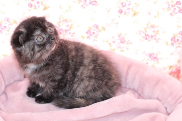 スコティッシュフォールド