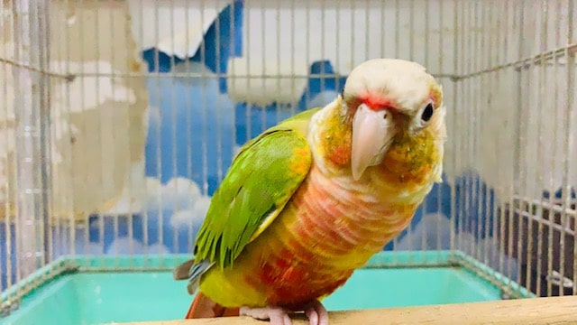 ホオミドリウロコインコ