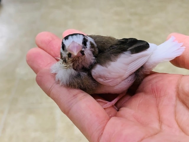 十姉妹（ジュウシマツ）