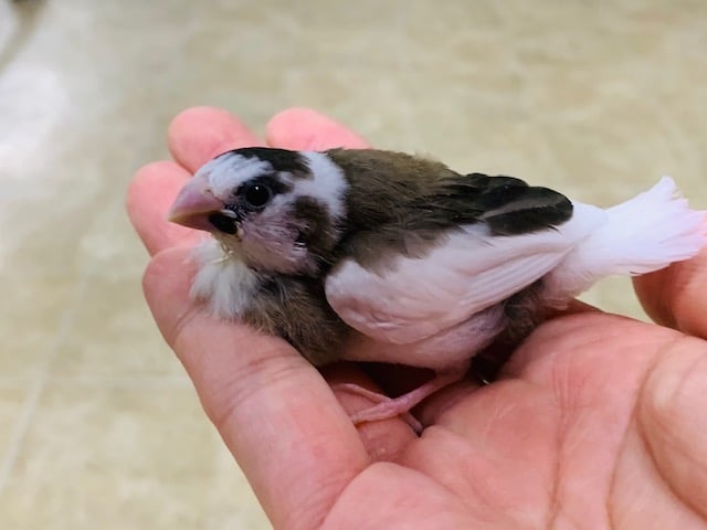 十姉妹（ジュウシマツ）