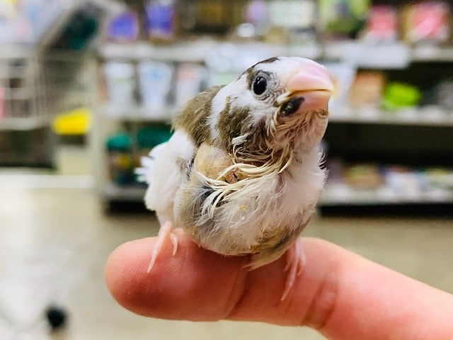 十姉妹（ジュウシマツ）