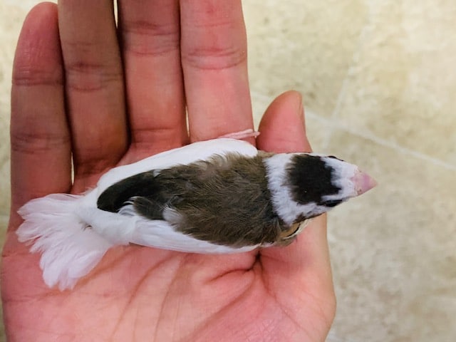 十姉妹（ジュウシマツ）