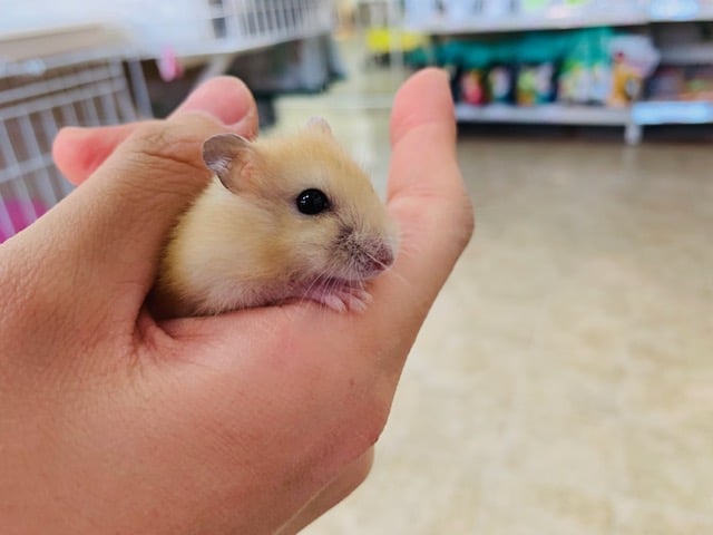 ジャンガリアンハムスター