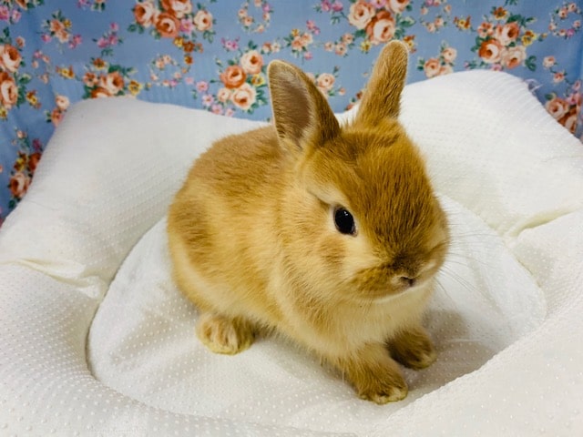 ネザーランドドワーフ