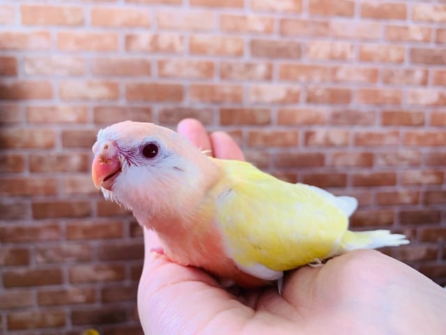 アキクサインコ（秋草インコ）