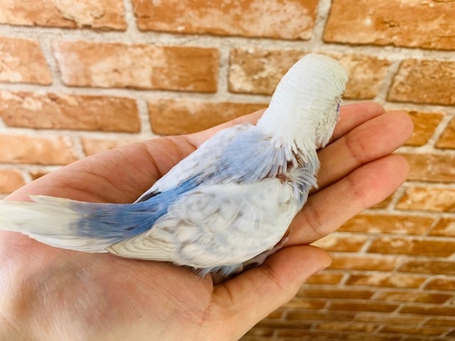 ジャンボセキセイインコ