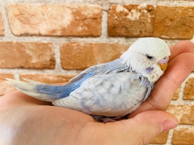 ジャンボセキセイインコ