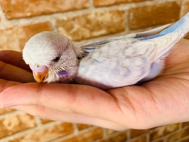 ジャンボセキセイインコ