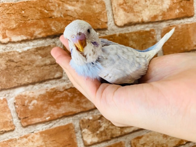 ジャンボセキセイインコ