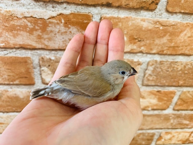 錦花鳥（キンカチョウ）