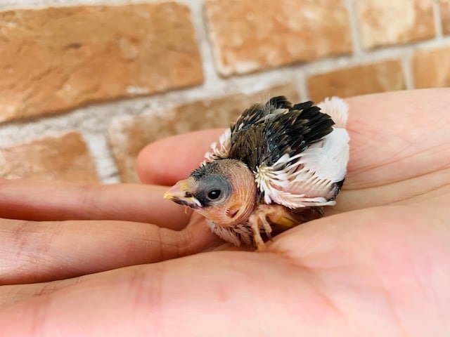 十姉妹（ジュウシマツ）