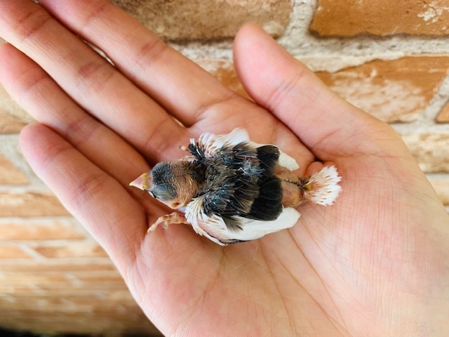 十姉妹（ジュウシマツ）