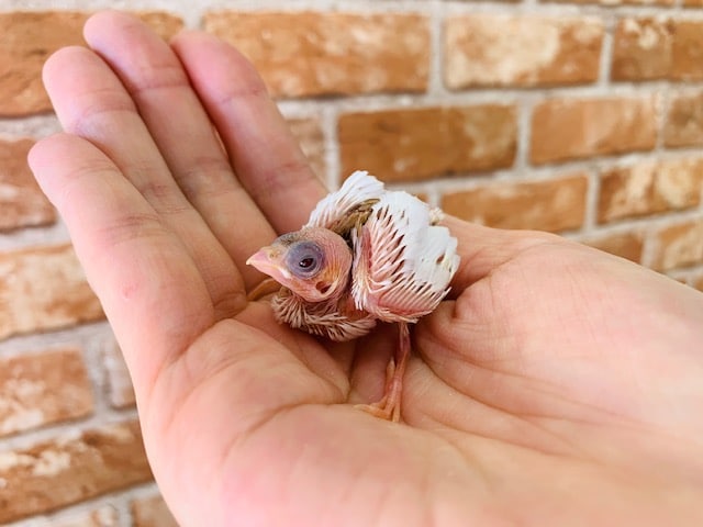 十姉妹（ジュウシマツ）