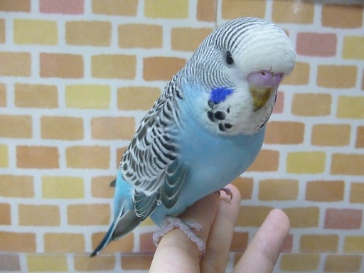 ジャンボセキセイインコ